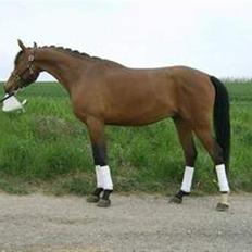 Arabisk fuldblod (OX) KR Kahreem AFLIVET