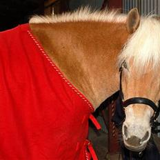 Tyroler Haflinger Gabriella Elghuset