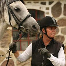 Arabisk fuldblod (OX) Dangerous ox2586