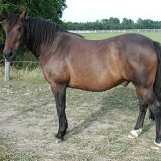 Anden særlig race Tonga