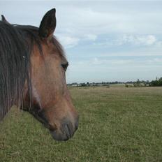 Anden særlig race Tonga