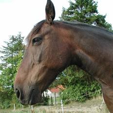Anden særlig race Tonga