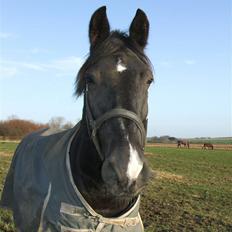 Oldenborg Møllevang´s Pax