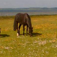 Oldenborg Møllevang´s Pax