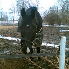 Oldenborg Møllevang´s Pax