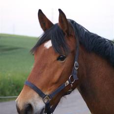 Anden særlig race Chilli *SOLGT 17.01.09*