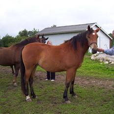 Anden særlig race Chilli *SOLGT 17.01.09*