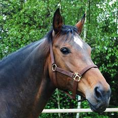 Dansk Varmblod Shannon Parade 'SOLGT