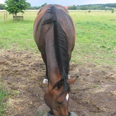 Dansk Varmblod Shannon Parade 'SOLGT