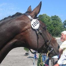 Dansk Varmblod intuition 'SOLGT