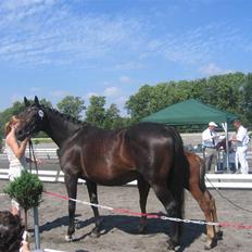 Dansk Varmblod intuition 'SOLGT