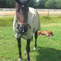 Dansk Varmblod intuition 'SOLGT