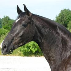 Dansk Varmblod Englunds Diana *DØD*