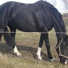 Dansk Varmblod Englunds Diana *DØD*