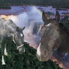 Dansk Varmblod Englunds Diana *DØD*