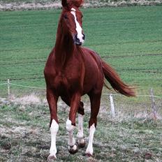 Dansk Varmblod Stald Holm's Flying sky