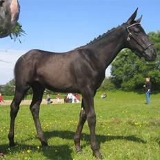 Dansk Varmblod Dark Darri SOLGT