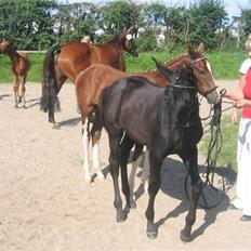 Dansk Varmblod Dark Darri SOLGT
