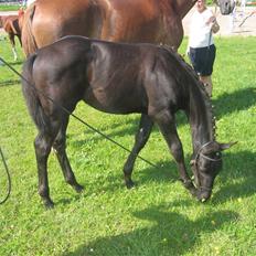 Dansk Varmblod Dark Darri SOLGT
