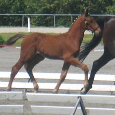 Dansk Varmblod Stald Holm's Layout RIP.