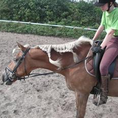 Haflinger Rocky - tidl. passer :'(