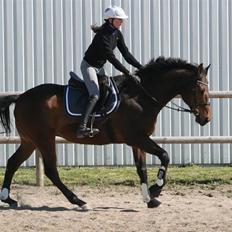 Fuldblod (XX) Capzeda xx