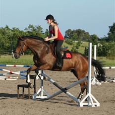 Fuldblod (XX) Capzeda xx