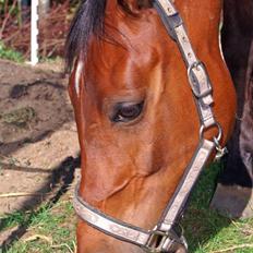 Hollandsk Sportspony Sjanoe - Solgt - R.I.P. :(