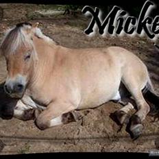 Fjordhest Mickey