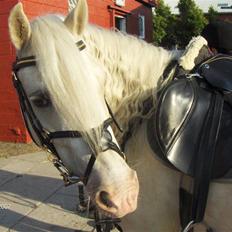 Welsh Pony (sec B) Rosengårdens Nakuma*solgt