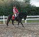 Hollandsk Sportspony Ester <3 Solgt.