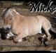 Fjordhest Mickey