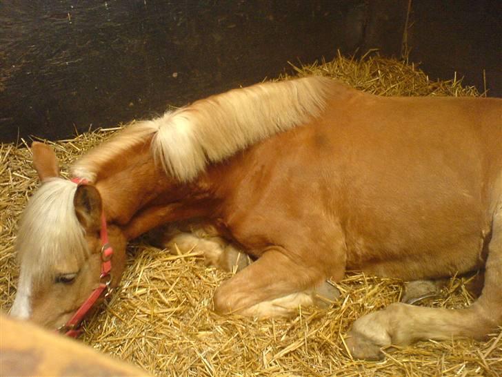 Tyroler Haflinger Ørnhøj Waldorf R.I.P.  billede 10