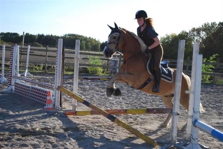 Tyroler Haflinger Ørnhøj Waldorf R.I.P.  - springning :) han gør gode fremskridt! billede 12