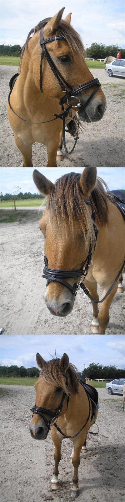 Anden særlig race Ivan RIP - Ivan med sit nye hovedtøj. (sommer 2007) billede 8