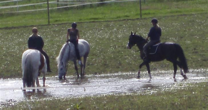 Holstener Priors Maluta - en badetur i regnvandet  på folden billede 10
