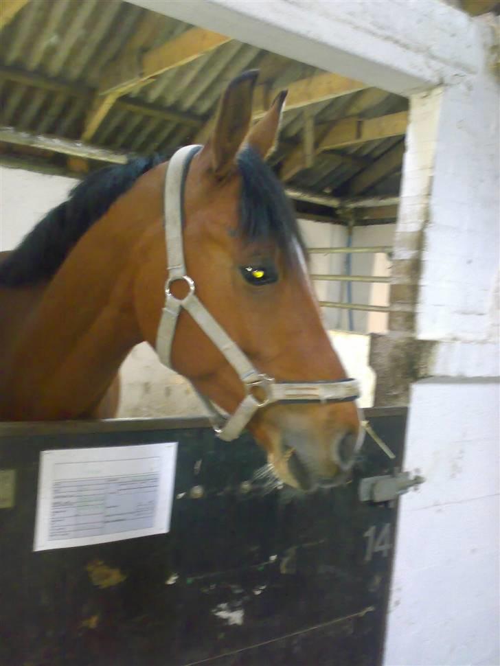 Anden særlig race Freeman <3 gammel part :/ - Freeman i stalden xD ( : <3 savner sku ham <3 ;/  billede 6