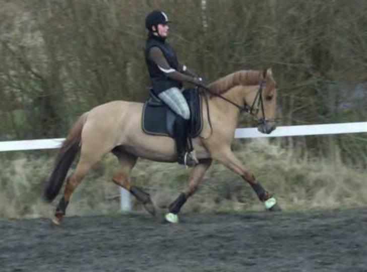 Anden særlig race Jackie *SOLGT* - Super Jackie tøsen i starten af Middeltrav d. 28 marts 09 :D Taget ud fra video - derfor kvalitet. Foto: Sara ;D billede 2