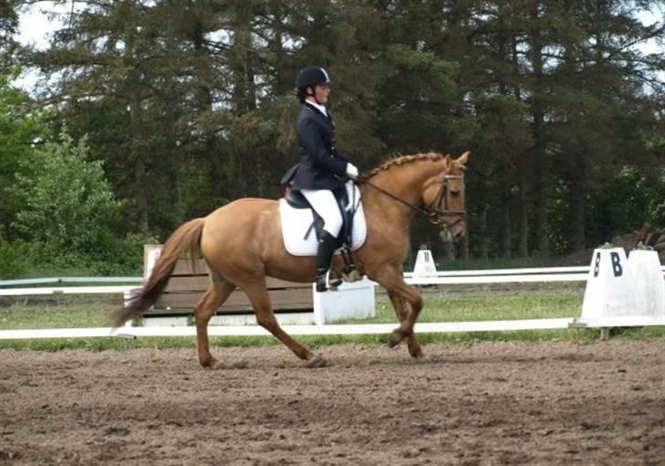 Anden særlig race Jackie *SOLGT* - Galop til c-stævne tror det er skive xD Foto: Sofie eller far xD billede 4