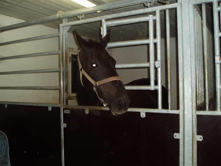 Oldenborg Saloma (DØD) billede 11