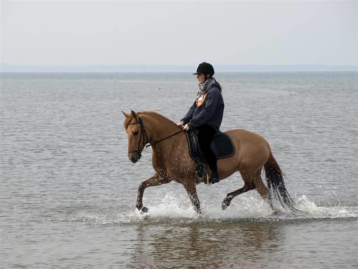 Anden særlig race Jackie *SOLGT* - Jackie og jeg på stranden d. 13. april 2009 :D Foto: Finn (emmelies morfar) :D billede 9