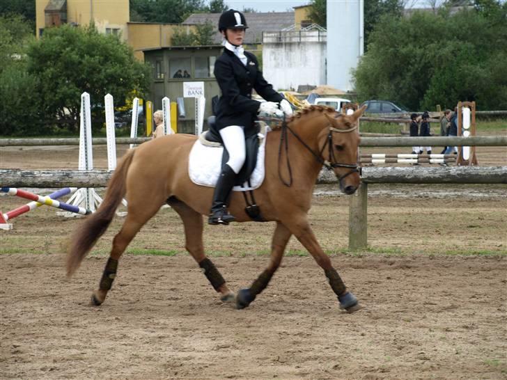 Anden særlig race Jackie *SOLGT* - Trav - letridning- Opvarmining til stævne :) Vi vandt :b Foto: Sofie s. billede 14