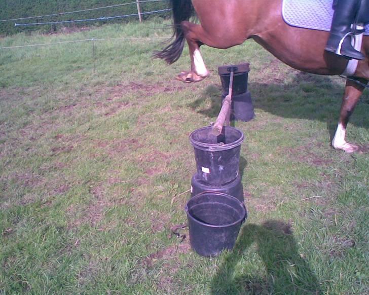 Anden særlig race Trixi - lidt mystisk billed.  billede 2