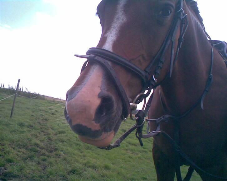 Anden særlig race Trixi - trixi halv hovede. billede 3