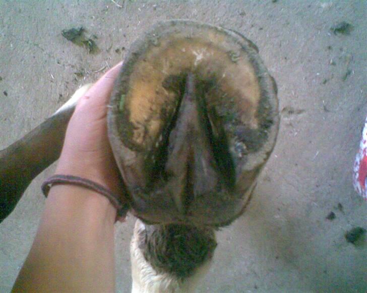 Anden særlig race Trixi - de er så hendes hov ;D billede 4