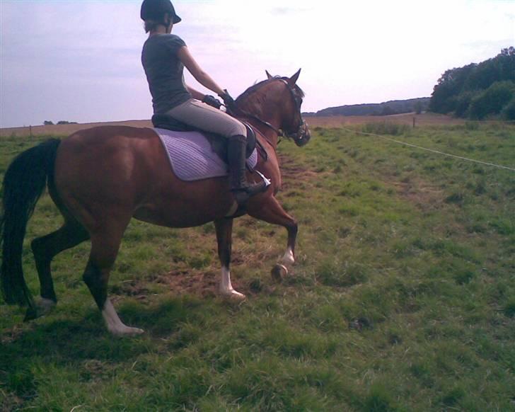 Anden særlig race Trixi - lidt dressur billede 6