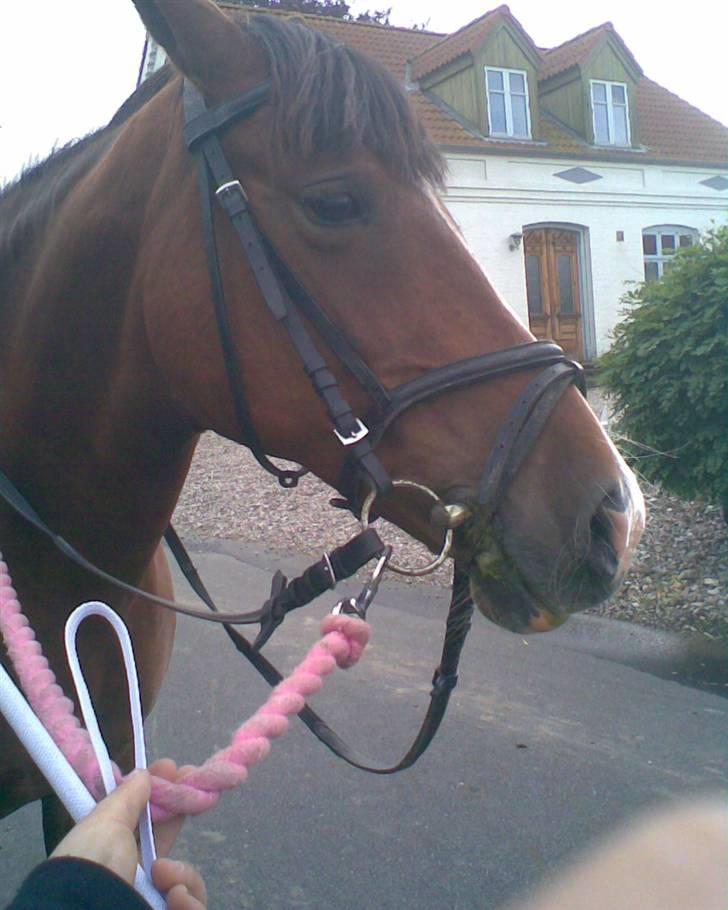 Anden særlig race Trixi - vi venter ;D billede 8