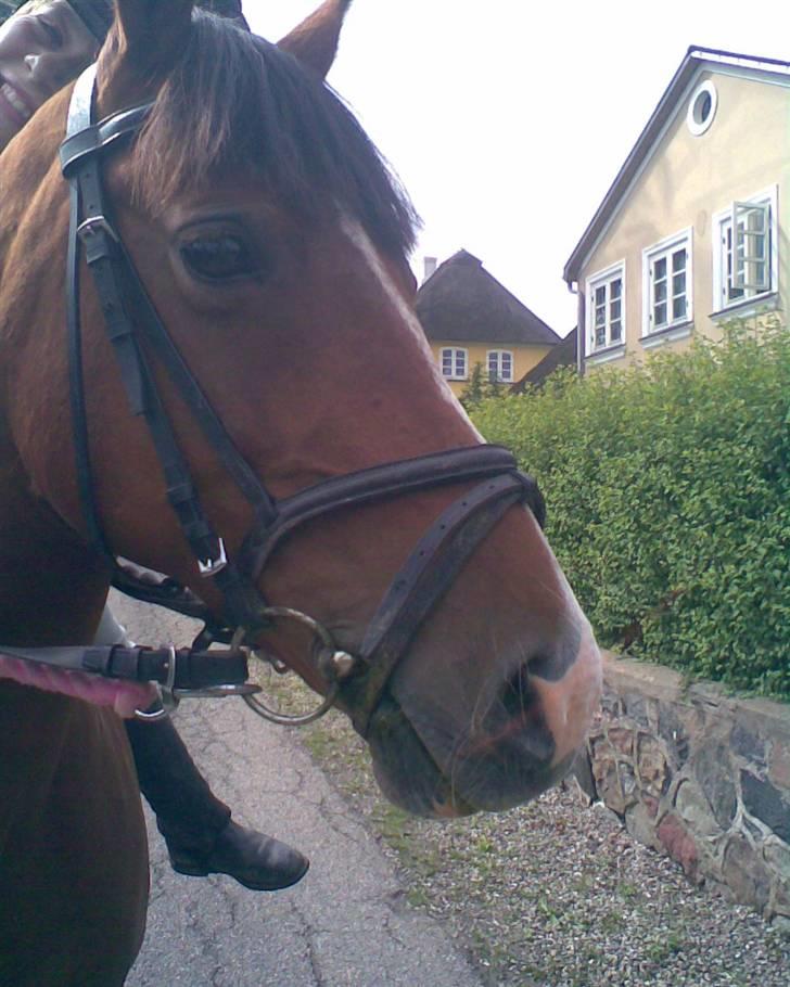 Anden særlig race Trixi - venter og venter billede 9