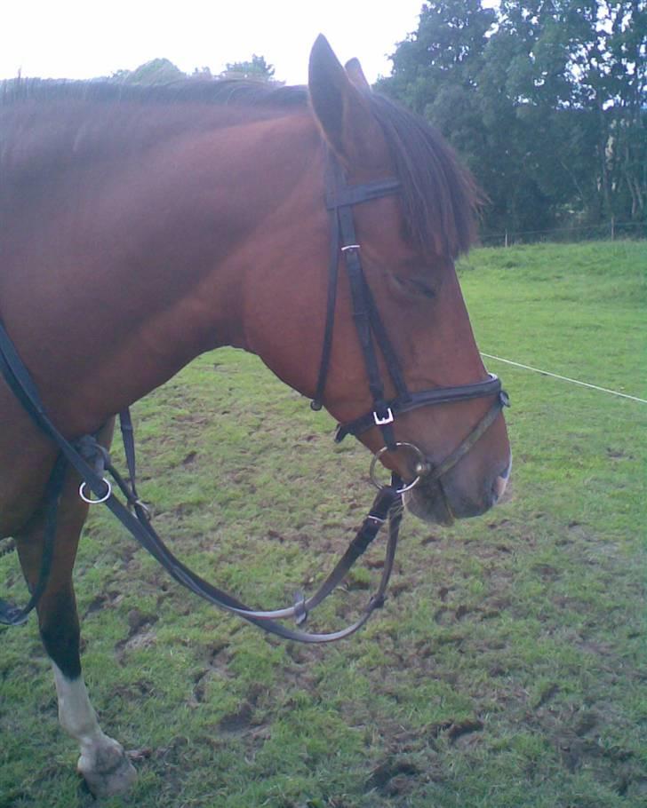 Anden særlig race Trixi - gab hvor er trixi træt billede 10