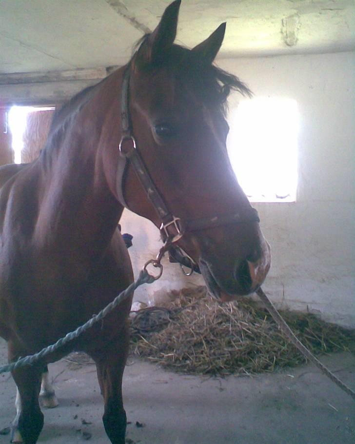 Anden særlig race Trixi - er hun ikke fin billede 11